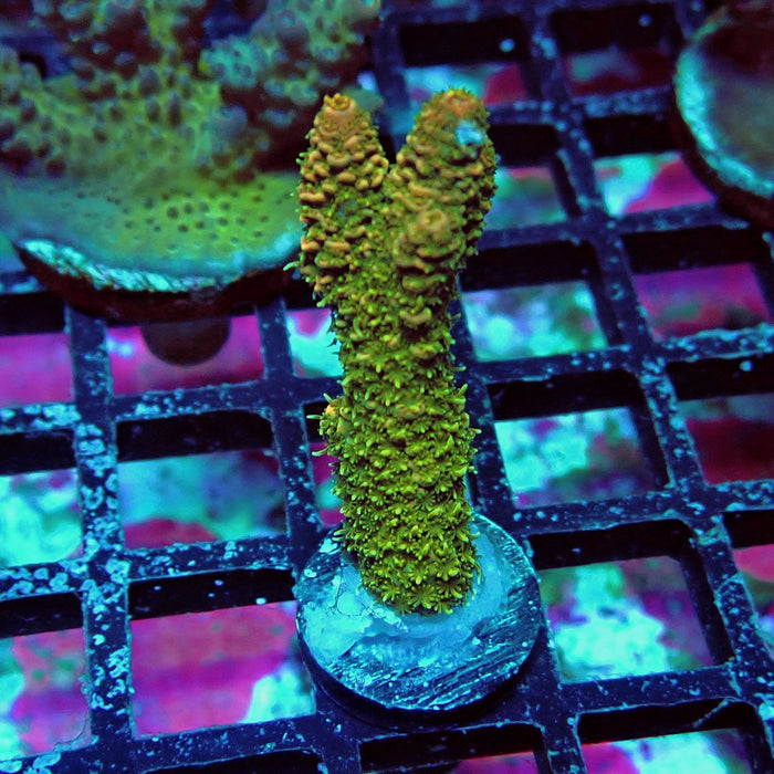 Millepora Acro Frag