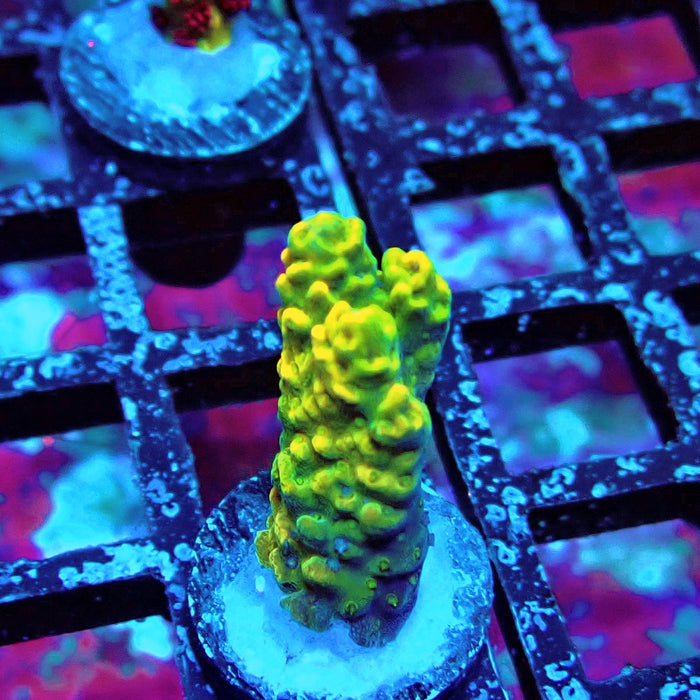 Aquacultured Acro Frag