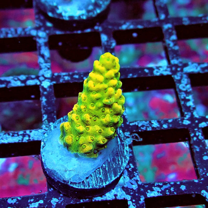 Aquacultured Acro Frag