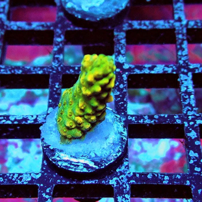 Aquacultured Acro Frag
