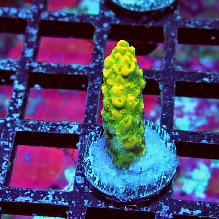 Aquacultured Acro Frag