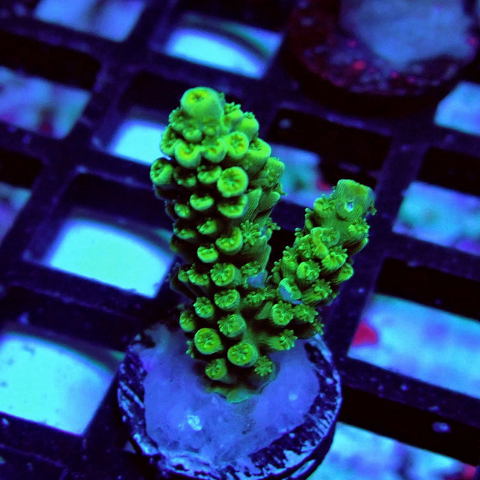 Aquacultured Acro Frag