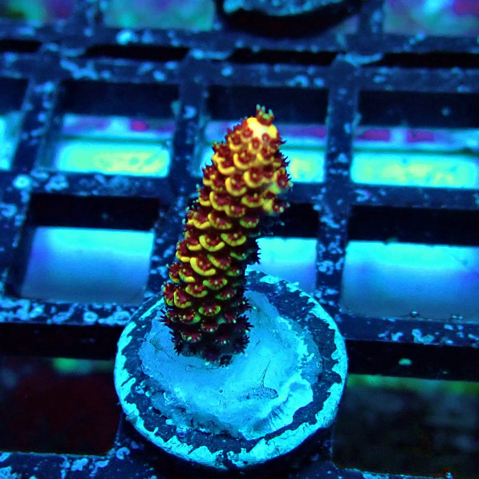 Orange Mille Acro Frag