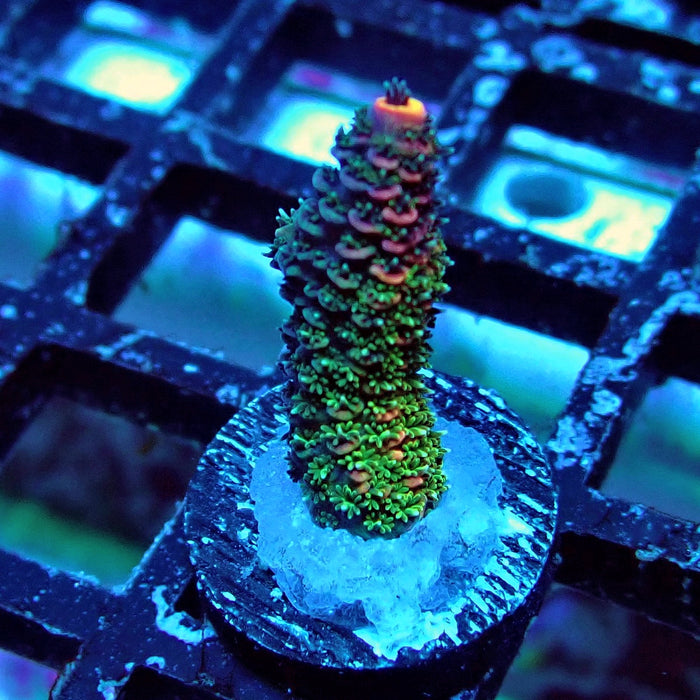 Pink Green Mille Acro Frag