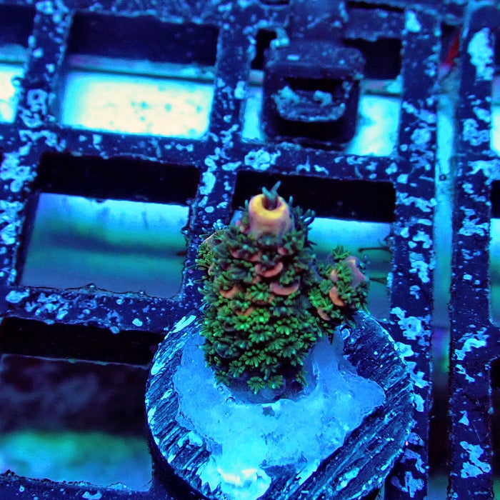 Pink Green Mille Acro Frag