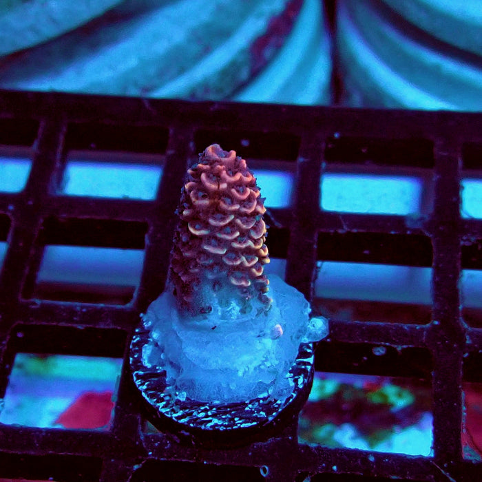 Spathulata Pink Rainbow Acro Frag