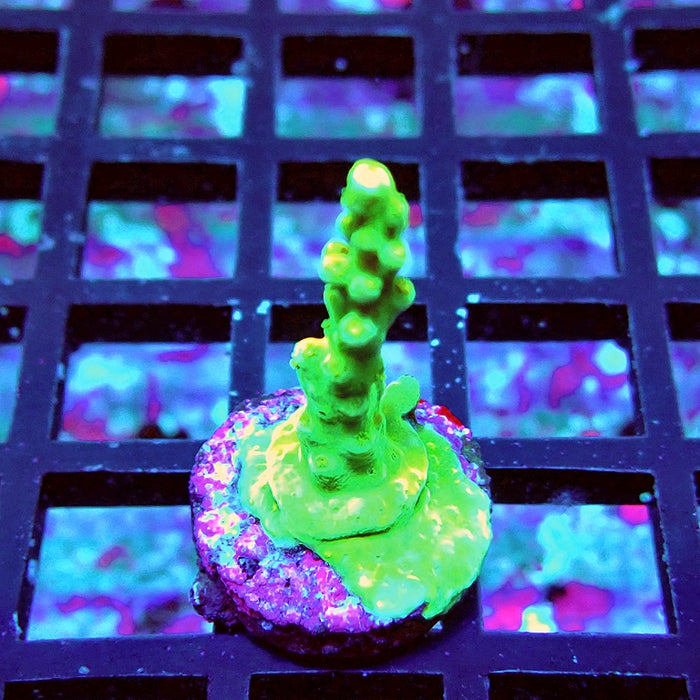 Acro Frag Aquaculture