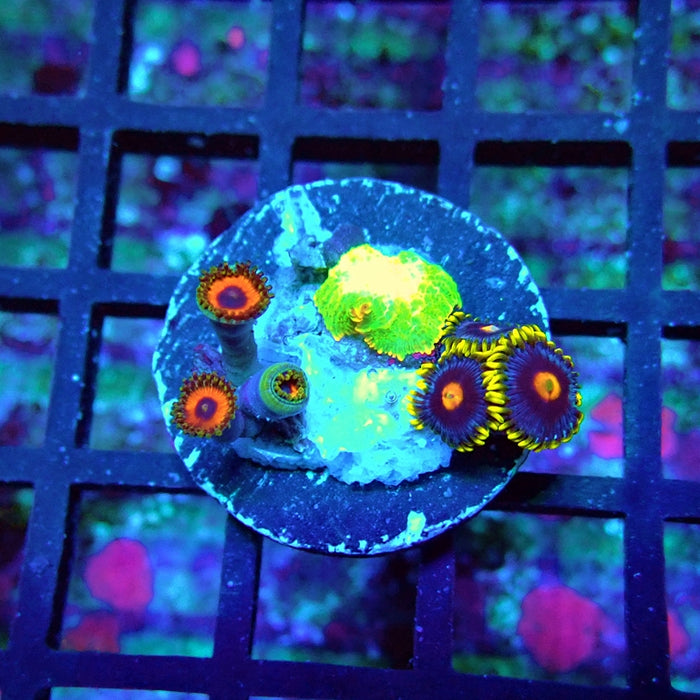 Ultra Zoas Frag