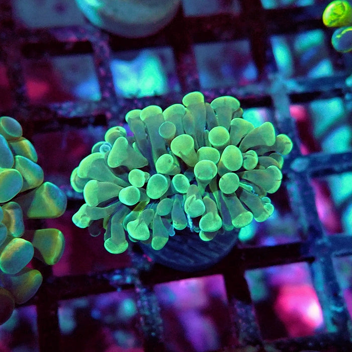 Euphyllia Branched Hammer