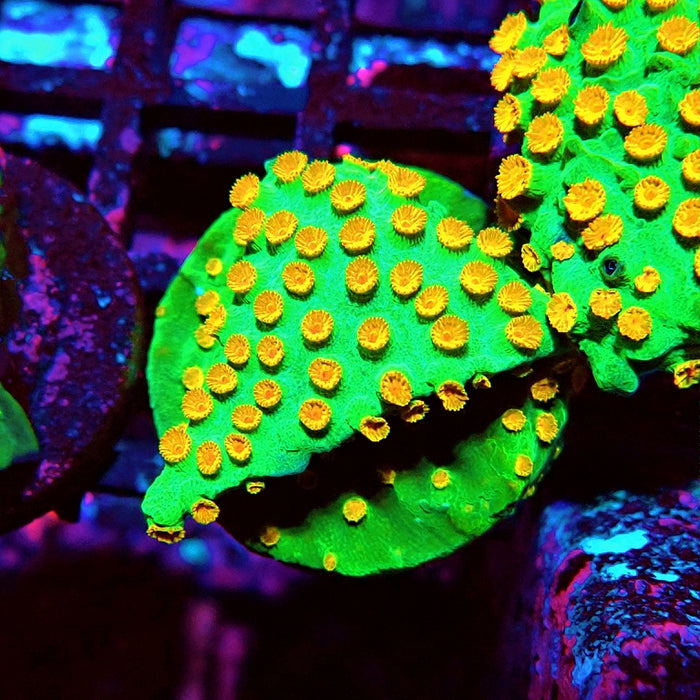 Cyphastrea Frag