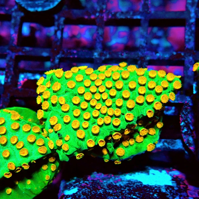 Cyphastrea Frag