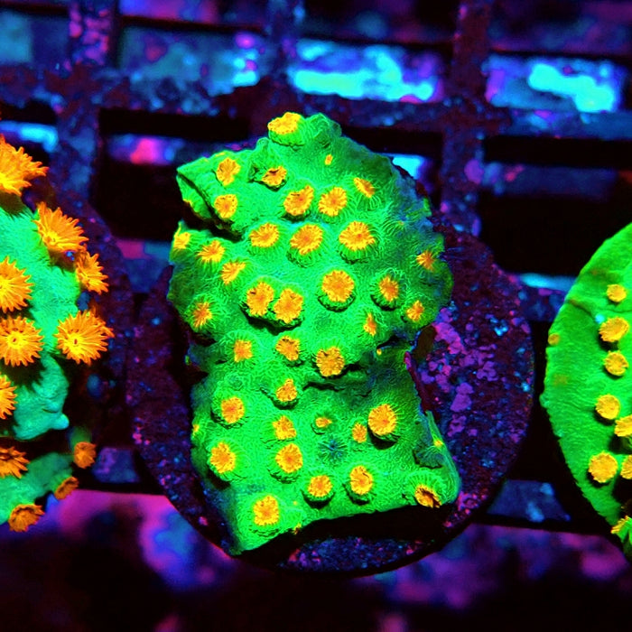 Cyphastrea Frag