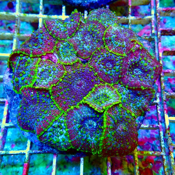 Premium  Mushroom Colony