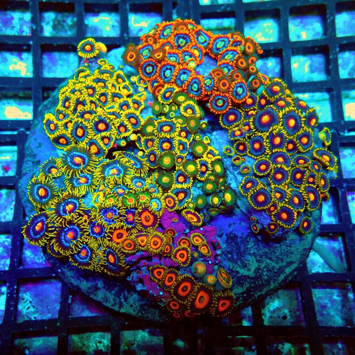 Super Mix Zoas Colony