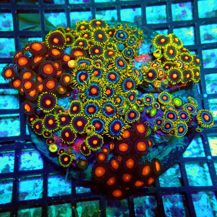 Super Mix Zoas Colony