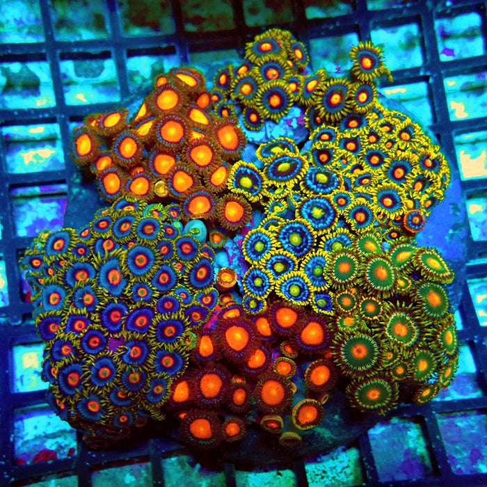 Super Mix Zoas Colony
