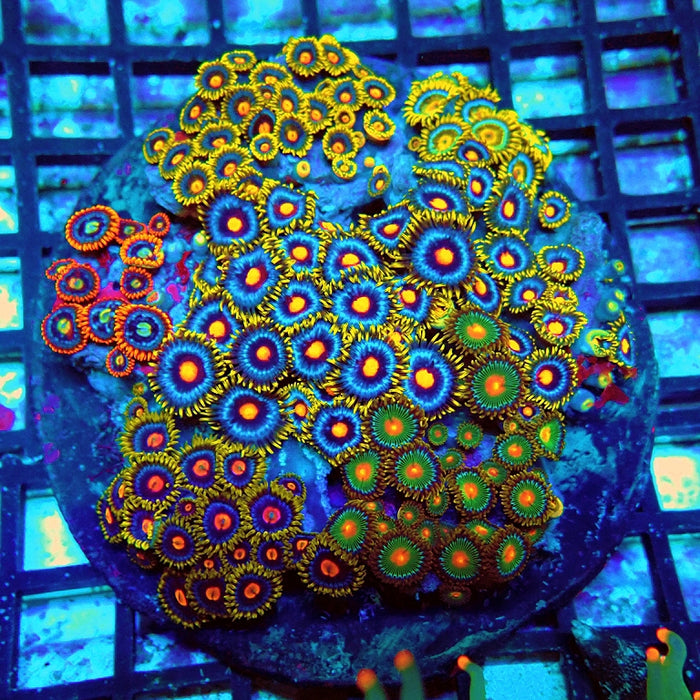 Super Mix Zoas Colony