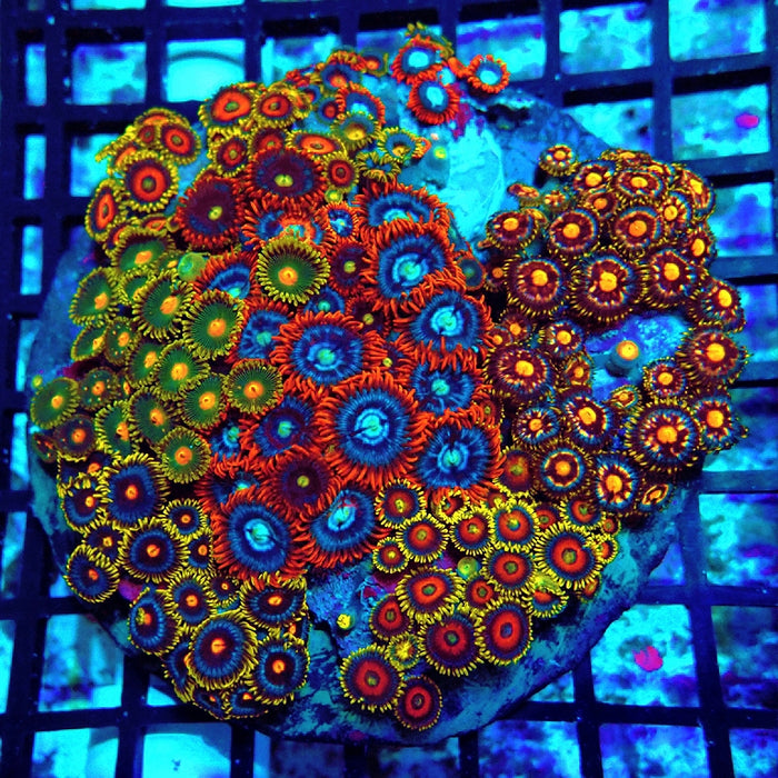 Super Mix Zoas Colony