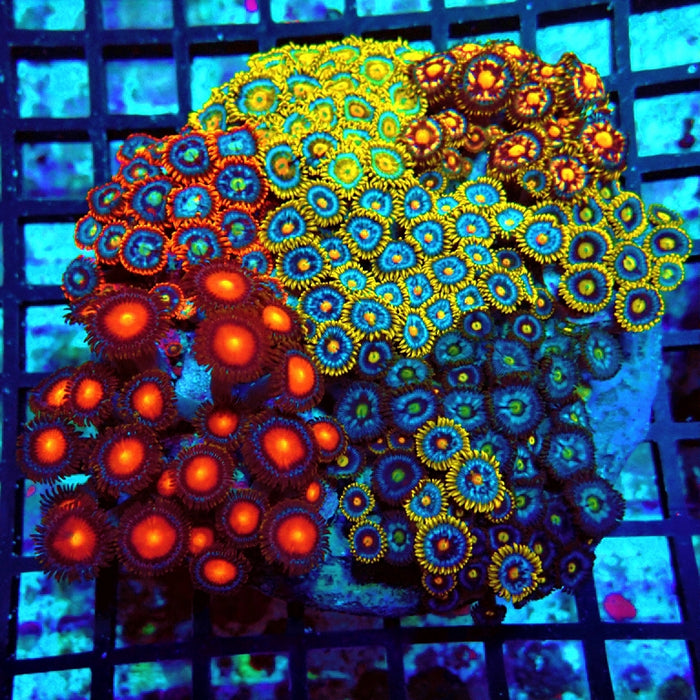 Super Mix Zoas Colony