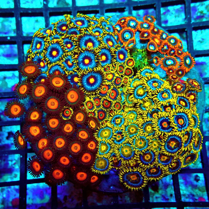 Super Mix Zoas Colony