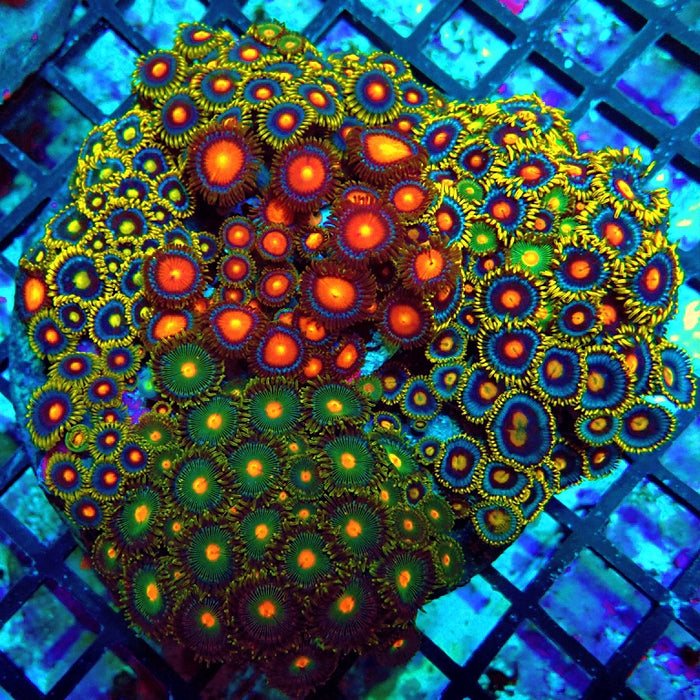 Super Mix Zoas Colony