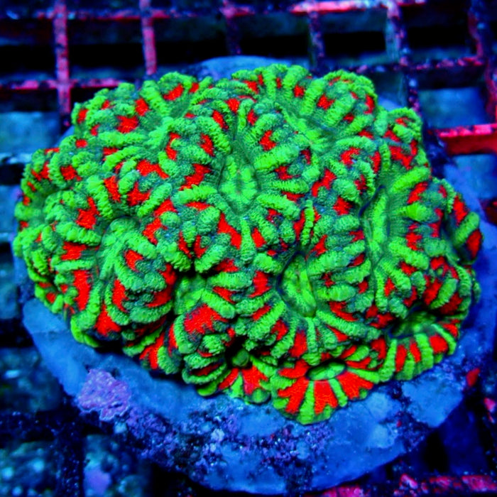 Acantostrea Premium Big Colony