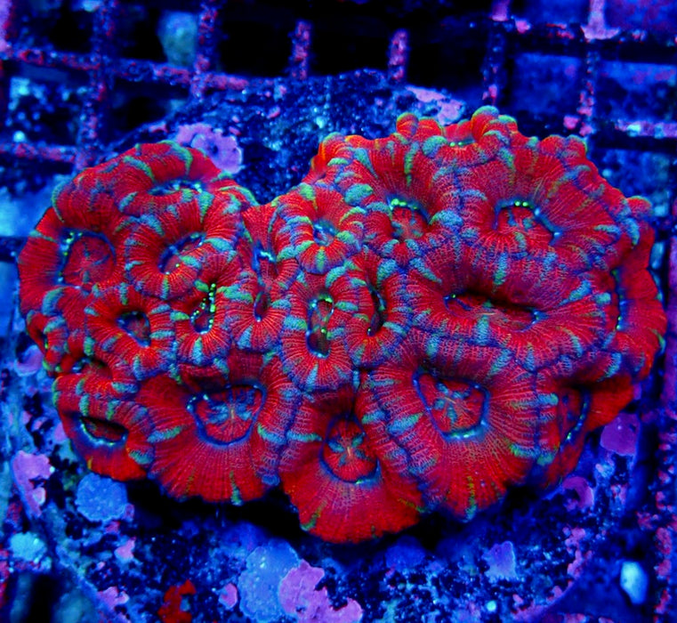 Acantostrea Premium Big Colony