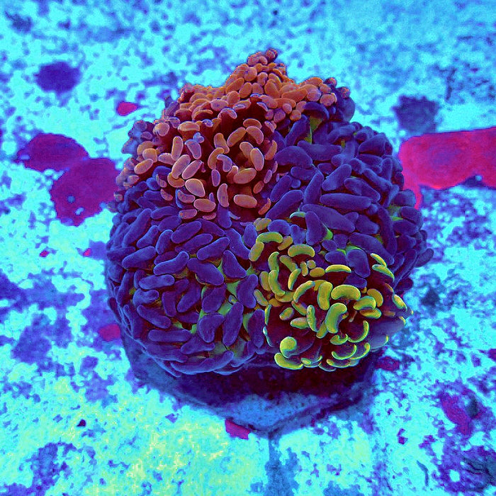 Euphyllia Branch Hammer Premium Mix