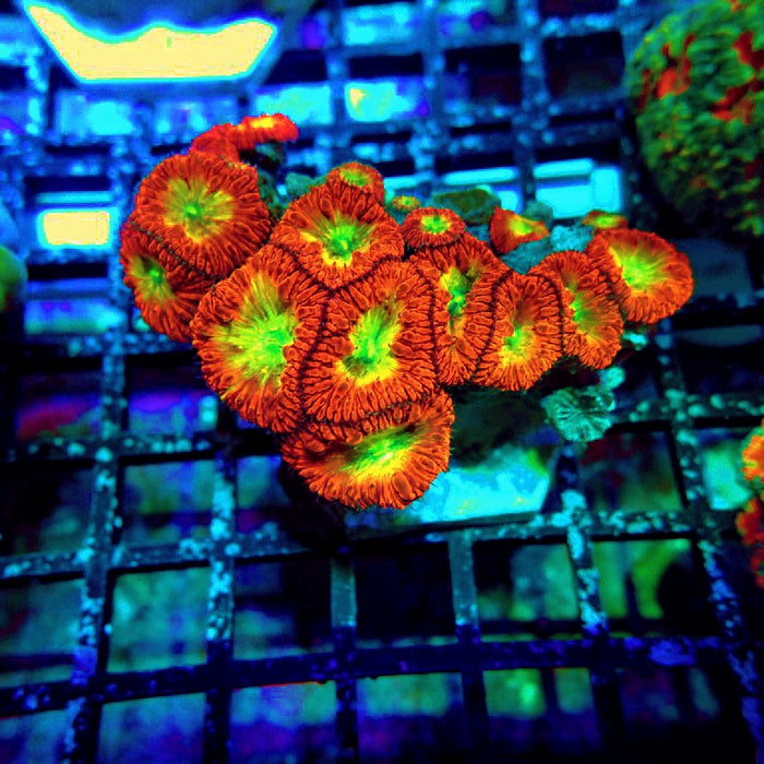 Blastomussa Wellsi Ultra Mini Colony