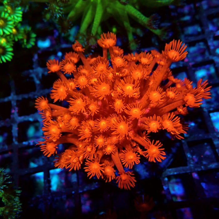 Ultra Red Goniopora Colony