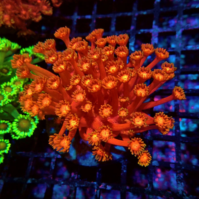 Ultra Red Goniopora Colony