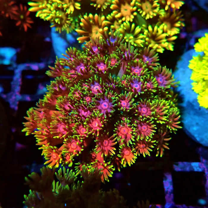 Rainbow Goniopora Colony