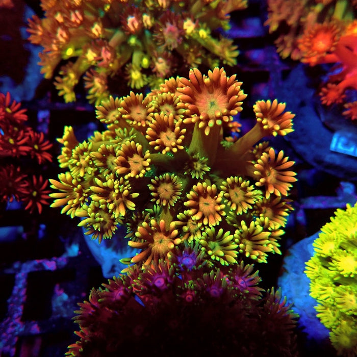 Rainbow Goniopora Colony