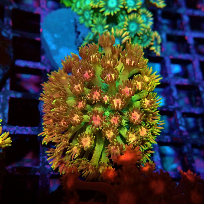 Rainbow Goniopora Colony