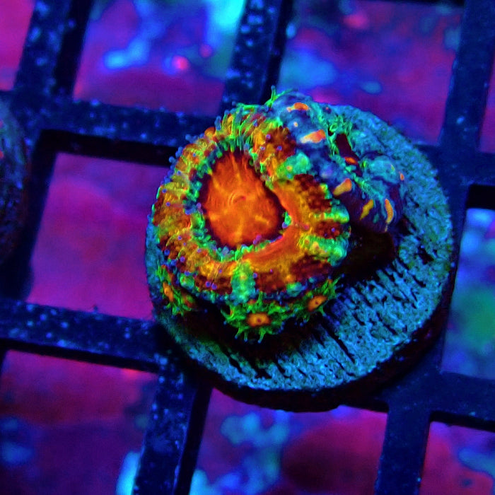 Acan lord Captive Spawn Baby Rainbow