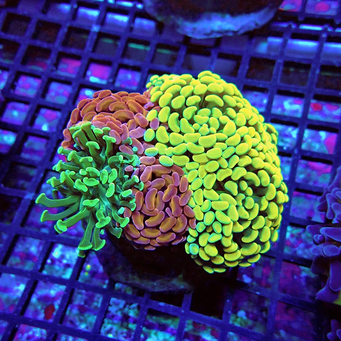 Euphyllia Super Mix Branch Hammer