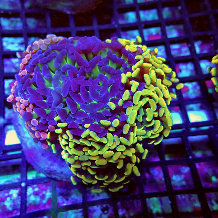 Euphyllia Super Mix Branch Hammer