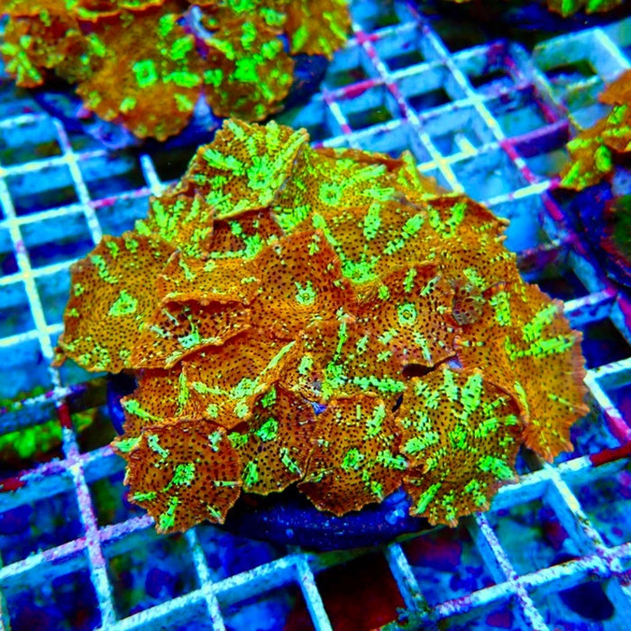 Premium Leopard Mushroom Colony