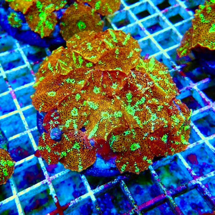 Premium Leopard Mushroom Colony