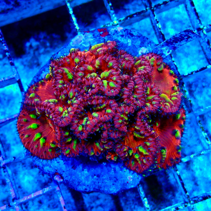 Blastomussa Premium Colony