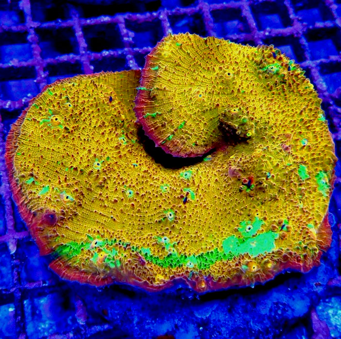 Chalice Premium Colony