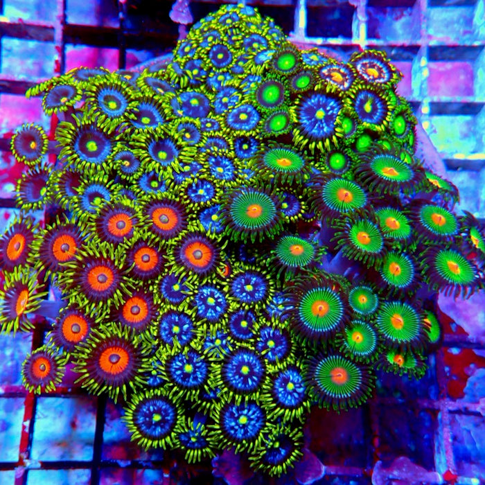 Zoas 9