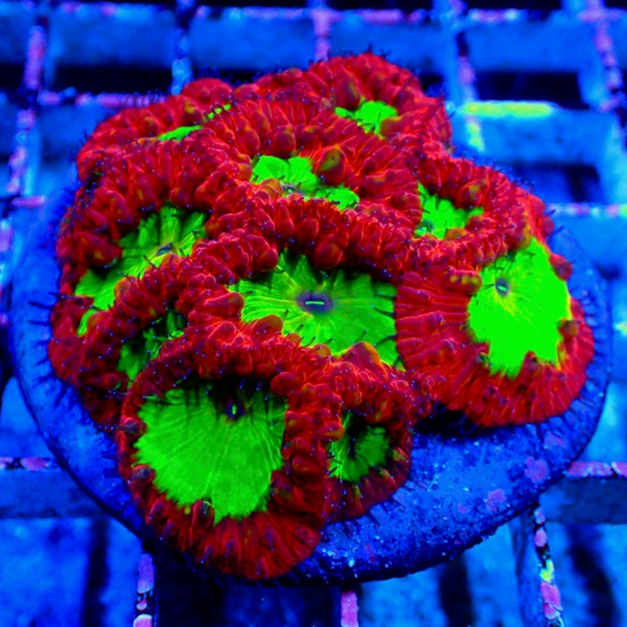 Blastomussa Premium Colony