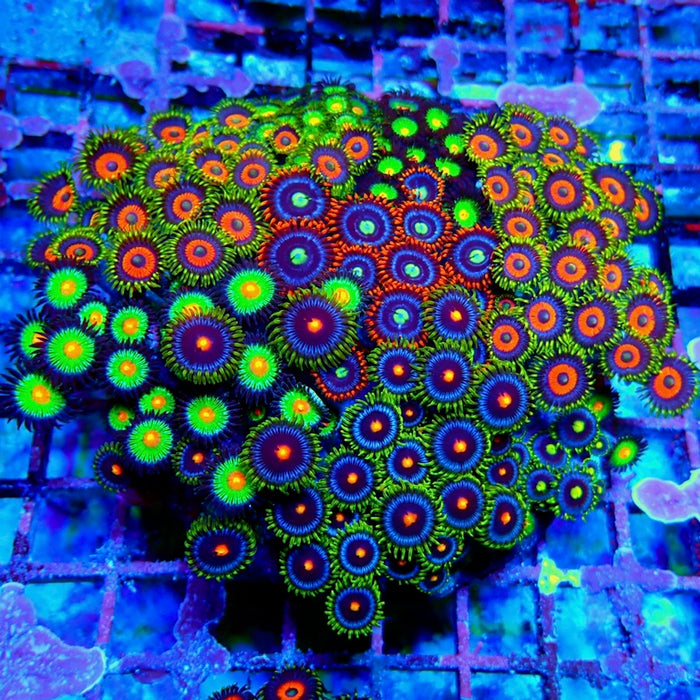 Mix Zoas Premium Colony