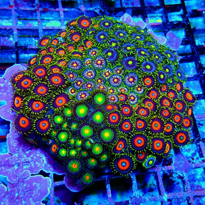Mix Zoas Premium Colony