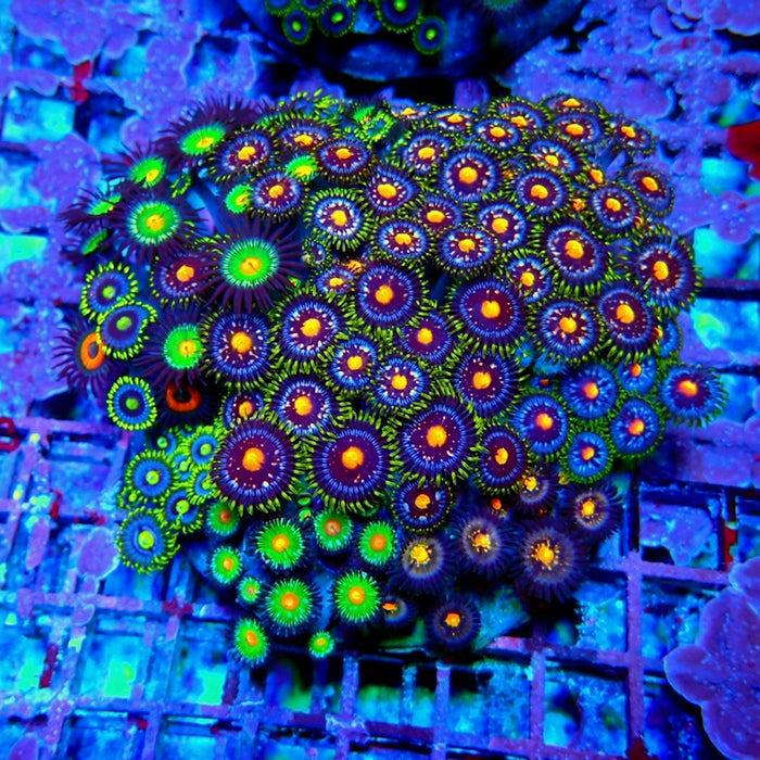 Mix Zoas Premium Colony