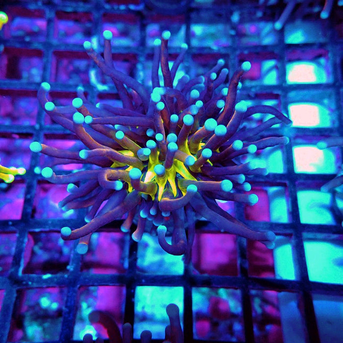 Euphyllia Gold Joker Torch Premium