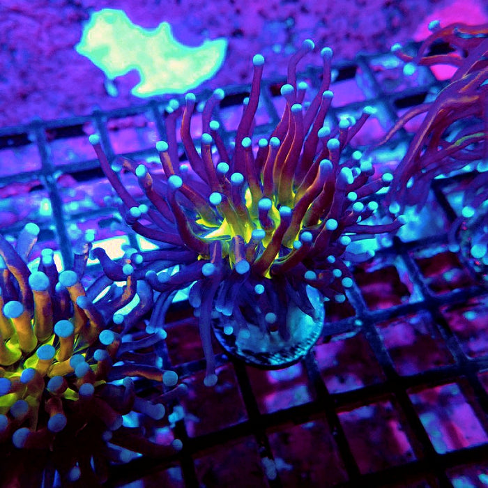 Euphyllia Gold Joker Torch Premium