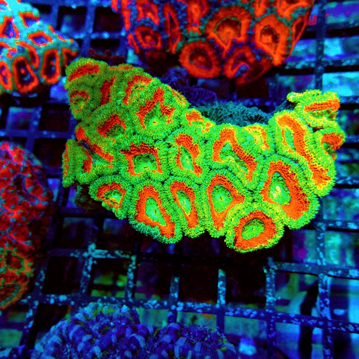 Acan Lord Coral Colony