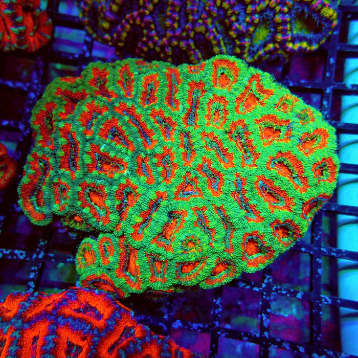 Acan Lord Coral Colony